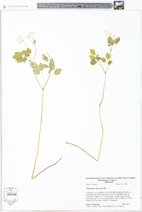 Thalictrum clavatum image