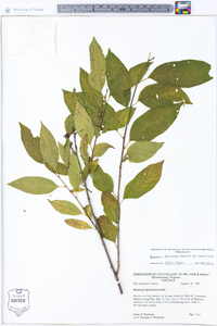 Rhamnus lanceolata var. lanceolata image