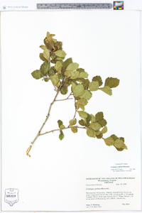 Crataegus uniflora image