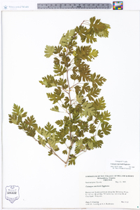 Crataegus marshallii image