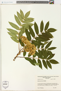 Sorbus americana image