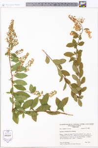 Spiraea latifolia image