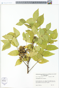 Zanthoxylum clava-herculis image