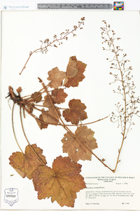 Heuchera villosa image