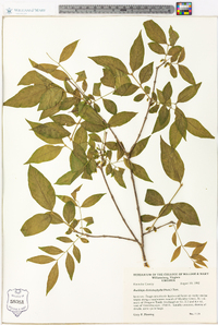Buckleya distichophylla image