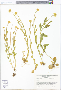 Polygala lutea image