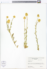 Polygala lutea image