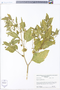 Physalis longifolia image