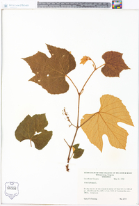 Vitis labrusca image