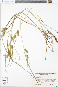 Carex baileyi image