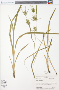 Carex lonchocarpa image