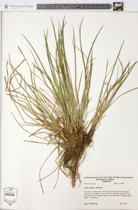 Carex jamesii image