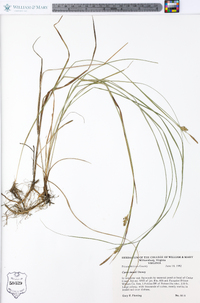 Carex meadii image