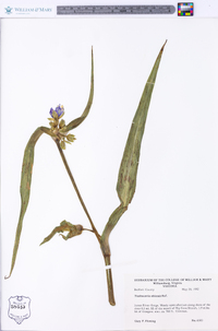 Tradescantia ohiensis image