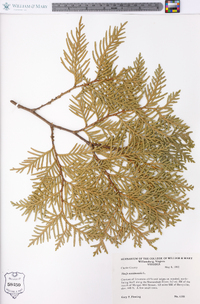 Thuja occidentalis image