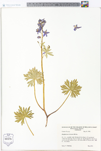 Delphinium tricorne image