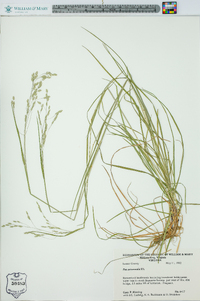 Poa autumnalis image