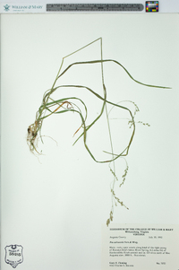 Poa saltuensis image