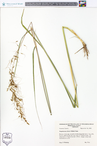 Sorghastrum elliottii image