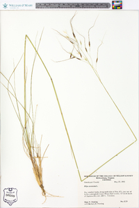 Stipa avenacea image