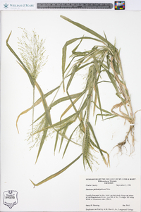 Panicum philadelphicum image