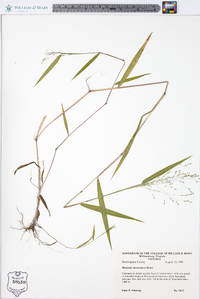 Kellochloa verrucosa image