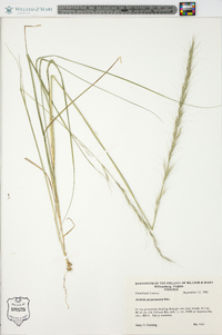 Aristida purpurascens image