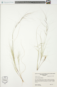 Aristida oligantha image