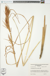 Andropogon glomeratus image