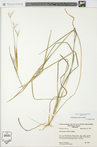 Andropogon gyrans image