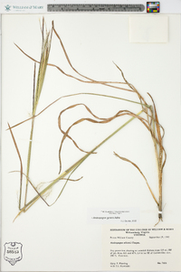 Andropogon gyrans image