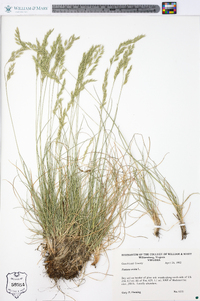 Festuca rubra image