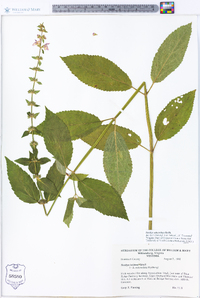 Stachys subcordata image