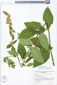 Stachys subcordata image