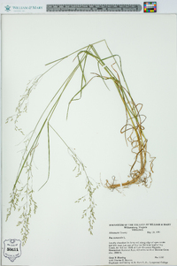 Poa nemoralis image