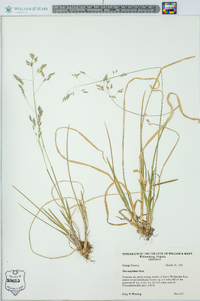 Poa cuspidata image