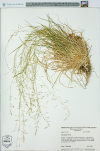 Poa alsodes image