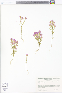 Polygala curtissii image