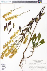 Solidago puberula image