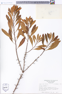 Myrica cerifera image