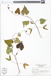 Ipomoea lacunosa image