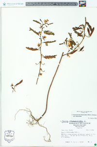 Chamaecrista fasciculata var. fasciculata image