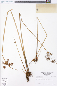 Cyperus haspan image