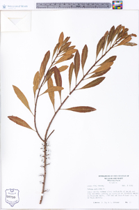 Myrica cerifera image