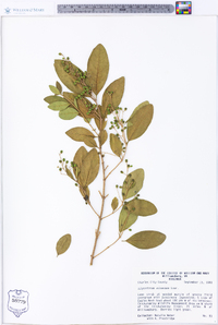 Ligustrum sinense image