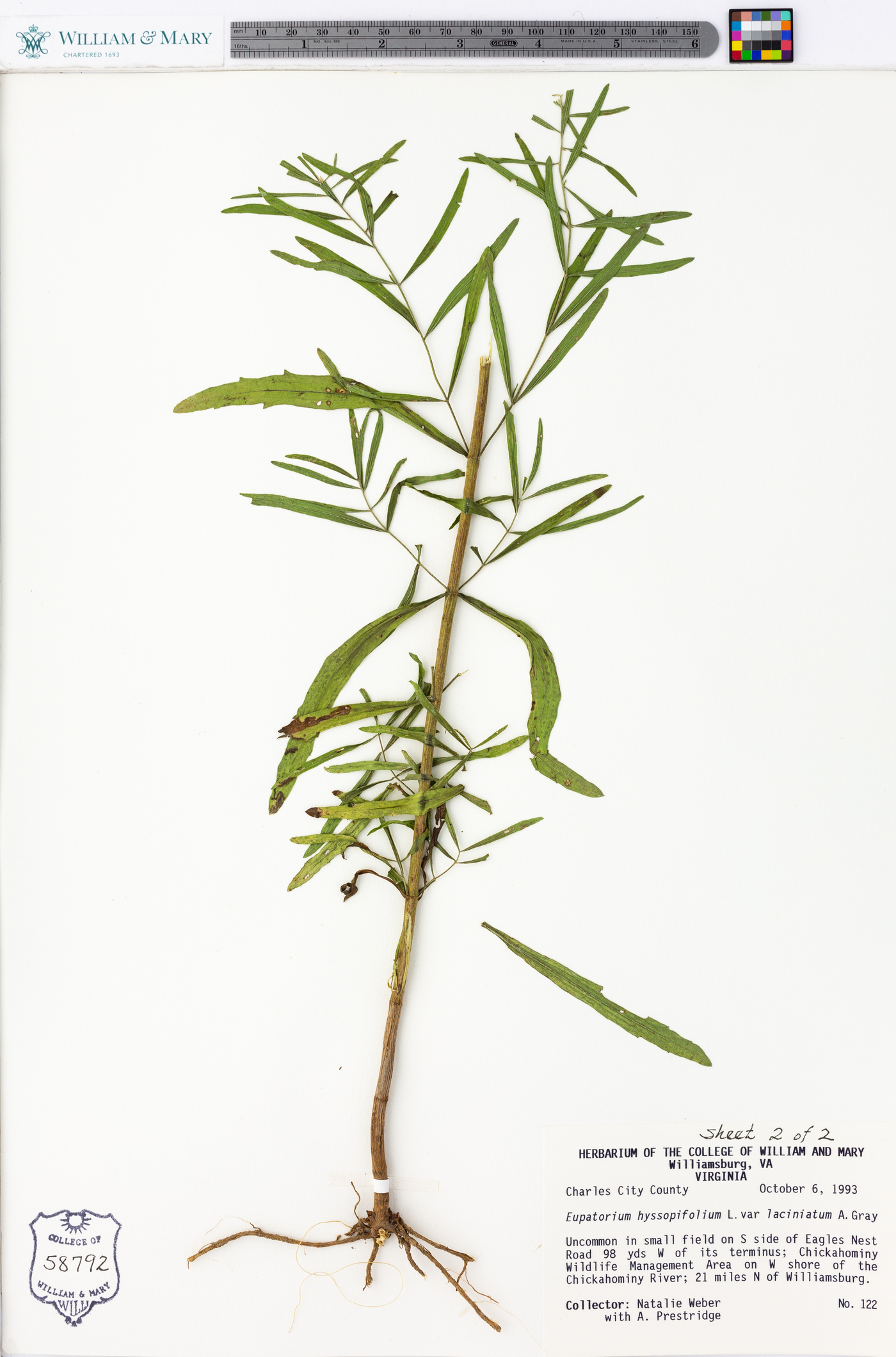 Eupatorium hyssopifolium var. laciniatum image