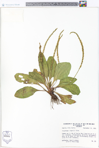 Plantago rugelii image