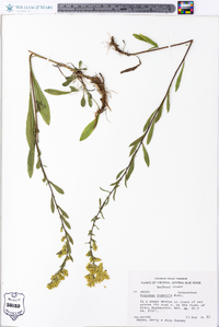 Solidago puberula image