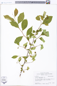 Styrax americanus image