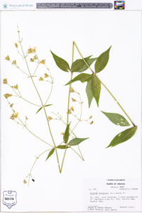 Silene stellata image